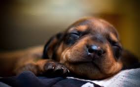 Blizzard entertainment heroes of the storm digital wallpaper. Dachshund Wallpapers Data Src Img 16278 Dachshund Puppy Background 1920x1200 Wallpaper Teahub Io