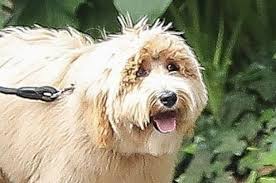 A Star Certainly Was Born And It S Bradley Cooper S Dog Charlie Https Www Buzzfeed Com Lyapalater A Star Certainly Bradley Cooper A Star Is Born Dog Lovers
