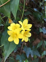 Image result for Gelsemiaceae