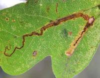 Image result for Stigmella aceris