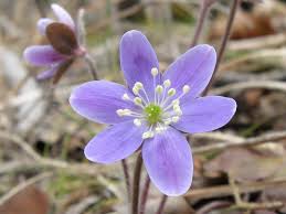 It's called a corm, but it comes in all kinds of colors. Five Early Spring Flowers Your Great Outdoors