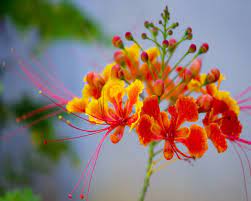 Pin On Flowers