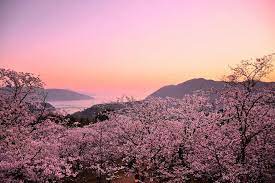 いいね 255件 コメント4件 tetsuya n tetsu727v のinstagramアカウント 桜と夕日 なんか紫雲出山と似てるなーって思いながら撮りました 開山公園も365 見渡せる絶景でした location 愛媛県伯方島 伯方島 開山公園 桜 夕 風景 絶景 自然