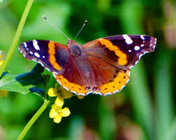 Black And Red Caterpillar Michigan Butterfly Butterfly Lovers Beautiful Butterflies Butterfly
