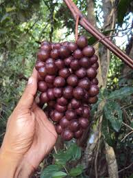 Image result for Ampelocissus