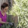 Find tips on caring for a pencil cactus in this article. Https Encrypted Tbn0 Gstatic Com Images Q Tbn And9gcq Rz4xh6d1ctqnrgutpycvaynr6v6rj0yzc40pnjokzrwcfvrq Usqp Cau