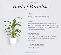 Bird Of Paradise Indoor Care Move Over Fiddle Leaf Fig Tree Hello Bird Of Paradise Plants Birds Of Paradise House Plants