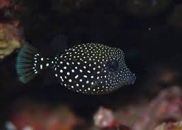 Black And White Spotted Saltwater Fish Baby Spotted Boxfish Puffer Fish Marine Fish Fish