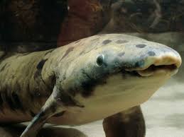 Il possède ce titre grâce à sa portée principale (plus grande distance entre deux pylônes), la plus grande jamais construite avec ses 1 991 mètres. Granddad Le Plus Vieux Poisson En Captivite Est Mort Sciences Et Avenir