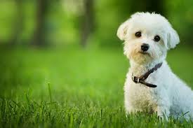 Welche hunde sind die besten familienhunde? Malteser