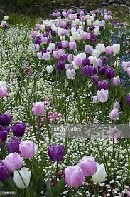 White Pink And Purple Tulips Grace A Meadow Tulips Garden Purple Tulips Garden Bulbs
