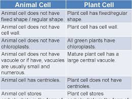 Plant cell wall research at the ccrc is carried out by six independently funded groups. What Is Cell Cell Is The Basic Unit