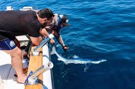 Pourquoi Il Ne Faut Pas Avoir Peur Des Requins En Mediterranee