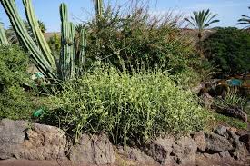 Image result for Cynanchum viminale