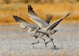 Sand Hill Cranes Take Off Beautiful Birds Bird Photography Pretty Birds