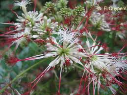 Image result for Sarcophrynium prionogonium