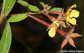 Image result for Ludwigia leptocarpa