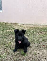 Click here to view german shepherd dogs in florida for adoption. Black German Shepherd Puppies In Florida Pwg In 2021 Black German Shepherd Puppies German Shepherd Puppies Black German Shepherd