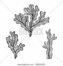 You can use our amazing online tool to color and edit the following kelp coloring pages. Vector Illustration Vector Photo Free Trial Bigstock