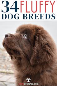 Check out the answer to that in our list now! Fluffy Dog Breeds 34 Small Large And Giant Pups With Long Hair Fluffy Dog Breeds Fluffy Dogs Dog Breeds