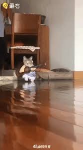 Carnaval cats, cats wearing funny outfits! Funny Gif It S Fun For Cats To Wear Clothes Loucos Diversao Animais