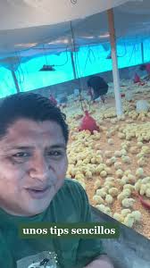 Pollos De Engorde Guatemala
