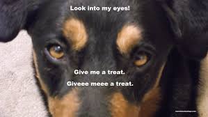 When I Look Into The Eyes Of An Animal Quote Look Into My Eyes Dog Quotes Funny Funny Dog Pictures Dog Pictures