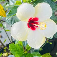 Image result for Hibiscus meyeri