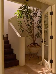 Image result for Ficus tettensis