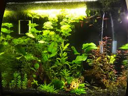 Chili Rasboras all staying in one corner - General Chat - C.A.R.E.