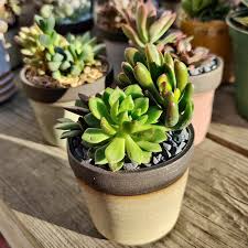 Is there a list of commercial cactus mix soils that stand out as much better than the rest? Mixed Succulents In Handmade Pot Cactus Jungle
