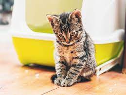Cats will often learn very quickly and naturally learn to relieve themselves in the litter box. Reasons Why Cats Track Litter And Poop And How To Stop It