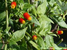 Image result for Manettia