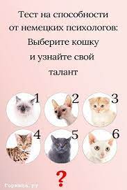 vyberete koshku i uznajte chto vy za chelovek test testy zagadki golovolomki gornica psihologiya ezoterika zod instagram business easyrecipes psychology