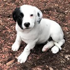 Wilsong border collie breeder with puppies for sale at this louisiana kennel small kennel in robert louisiana akc border collies show performance border collies can do it all & often excel at it. 263 Is Available For Adoption At Colorado Puppy Rescue