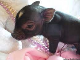 29 Baby Black Pigs Ideas Baby Pigs Mini Pigs Cute Pigs