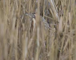 Mike Culley LBIPP, LRPS, LMPA Wildlife Photographer