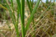 Image result for Bolboschoenus glaucus