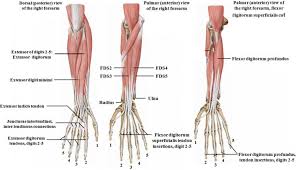 It arises from the grooved volar surface of the body of the radius, extending from immediately below. 2 Muscles Of The Forearm Palmar And Dorsal Views Adapted From 27 Download Scientific Diagram