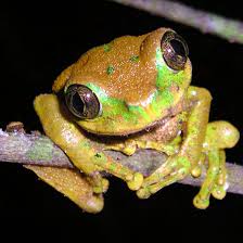 Image result for Aporrhiza paniculata