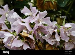 Image result for Dombeya burgessiae