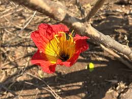 Image result for Fernandoa magnifica