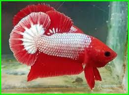 Umumnya ikan cupang plakat memiliki. Nama Jenis Ikan Cupang Plakat Beserta Gambar Dan Harganya Daftarhewan Com Daftarhewan Com Ikan Cupang Ikan Betta