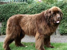 Maybe you would like to learn more about one of these? The Laziest Dog Breeds