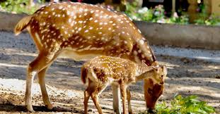 Navegue pelas 430,202 jardim zoológico imagens e fotografias de stock disponíveis ou pesquise por safari ou parque de diversão. Novidades No Jardim Zoologico De Lisboa Mais Educativa