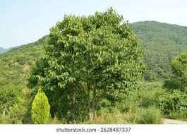 Image result for Hovenia