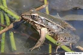 Image result for Lepidagathis eriocephala