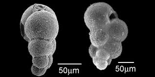 Image result for Pink 1961 Tappan