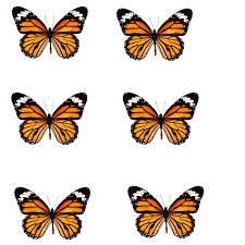 Attached wire for easy application. Faux Butterfly Wing Earrings With Resin