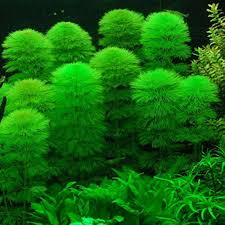 Image result for Limnophila indica